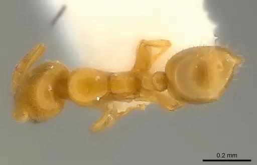 Solenopsis abdita - CASENT0217364