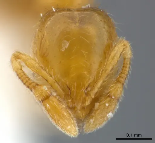Solenopsis abdita - CASENT0217364