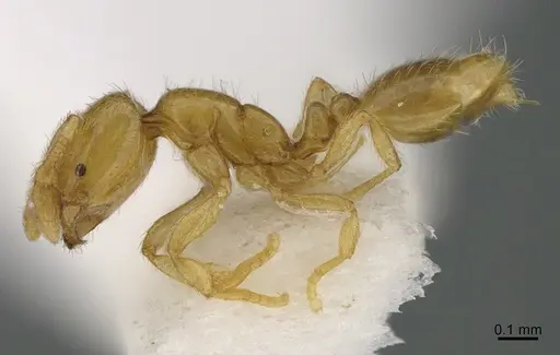 Solenopsis abdita - CASENT0217364