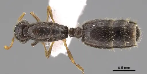 Solenopsis abdita - CASENT0914333