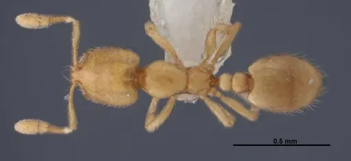 Solenopsis abdita - FMNHINS0000078522