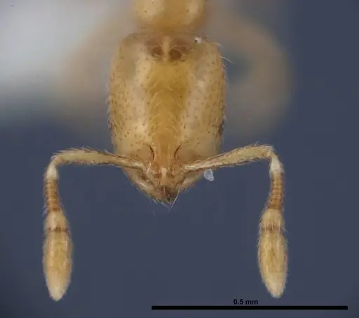 Solenopsis abdita - FMNHINS0000078522