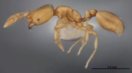 Solenopsis abdita - FMNHINS0000078522