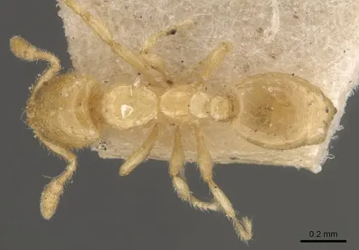 Solenopsis abjectior specimen