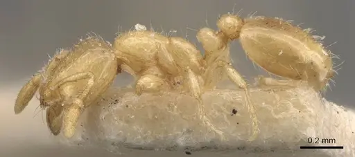 Solenopsis abjectior specimen