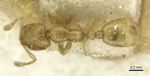 Solenopsis africana specimen