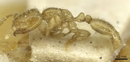 Solenopsis africana specimen