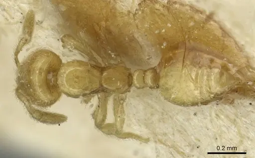 Solenopsis alecto specimen