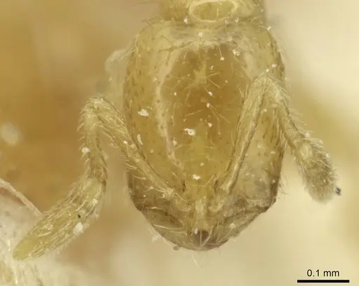 Solenopsis alecto specimen