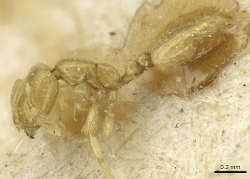 Solenopsis alecto specimen