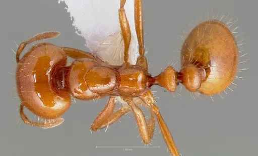 Solenopsis amblychila specimen