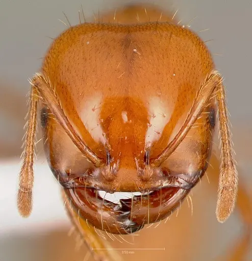 Solenopsis amblychila specimen