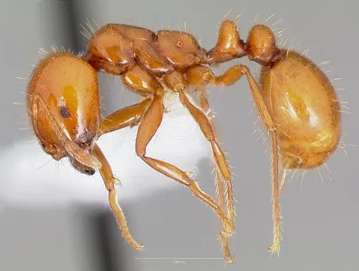 Solenopsis amblychila specimen