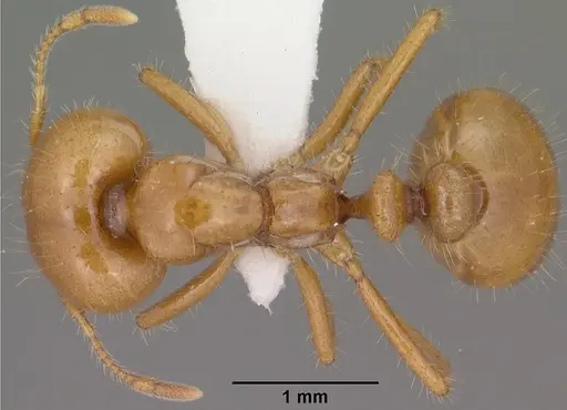 Solenopsis amblychila - CASENT0102897