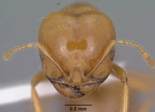 Solenopsis amblychila - CASENT0102897