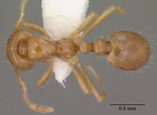 Solenopsis amblychila - CASENT0102898