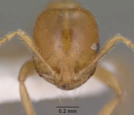 Solenopsis amblychila - CASENT0102898