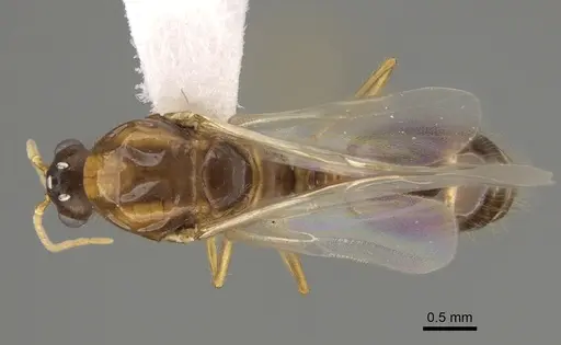 Solenopsis amblychila - CASENT0863113