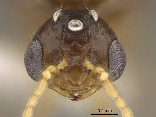 Solenopsis amblychila - CASENT0863113