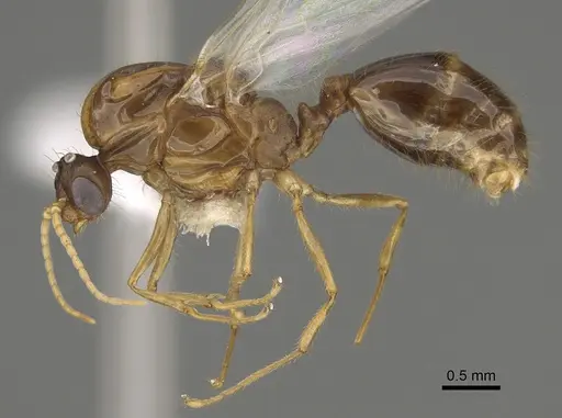 Solenopsis amblychila - CASENT0863113