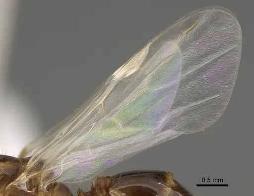 Solenopsis amblychila - CASENT0863113