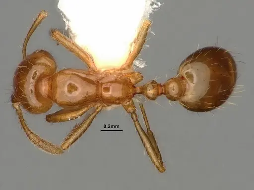 Solenopsis amblychila - CASENT0884323