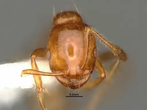 Solenopsis amblychila - CASENT0884323