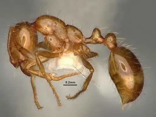 Solenopsis amblychila - CASENT0884323