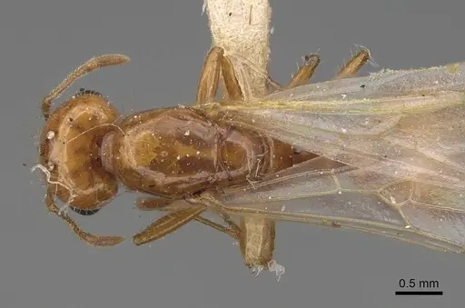 Solenopsis amblychila - CASENT8368711