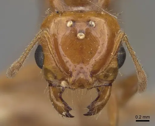 Solenopsis amblychila - CASENT8368711