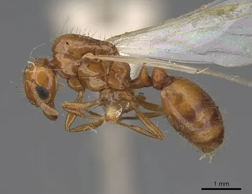 Solenopsis amblychila - CASENT8368711