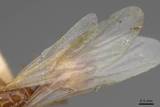 Solenopsis amblychila - CASENT8368711