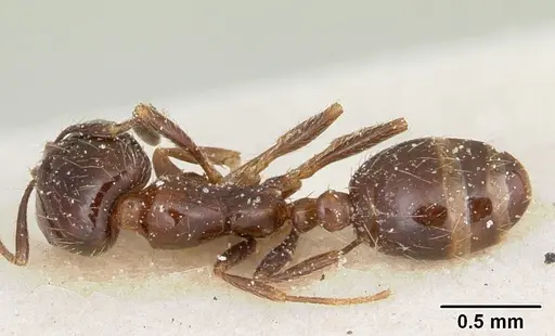 Solenopsis andina specimen