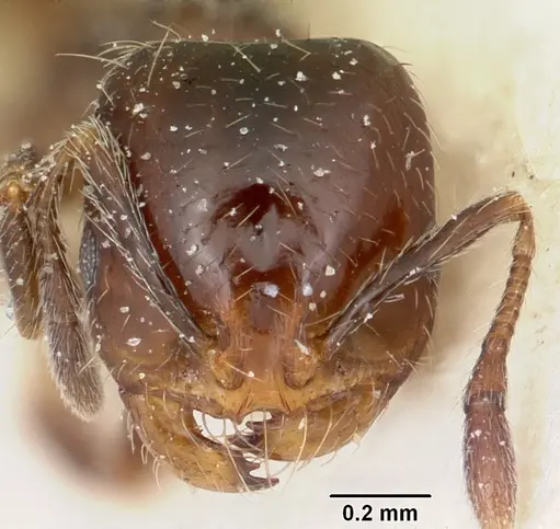 Solenopsis andina specimen