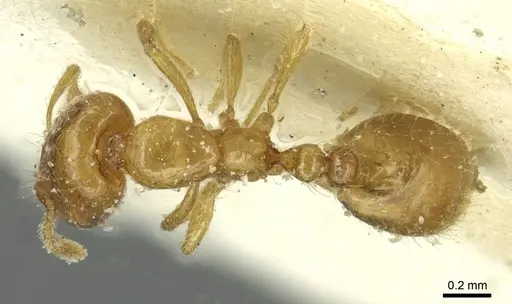 Solenopsis atlantis specimen