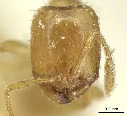 Solenopsis atlantis specimen