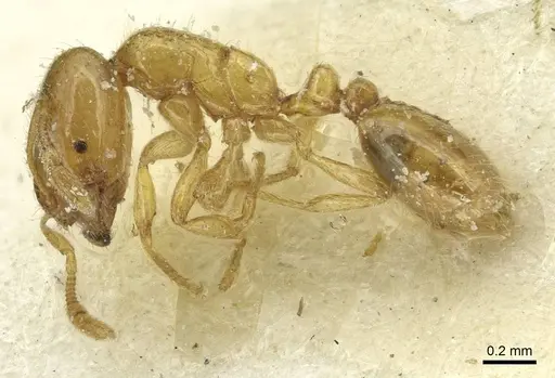 Solenopsis atlantis specimen