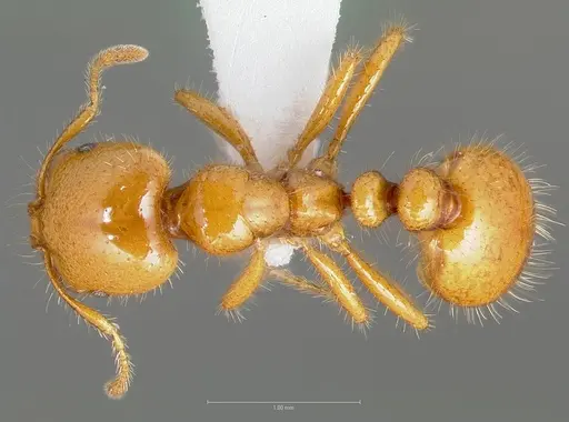 Solenopsis aurea specimen