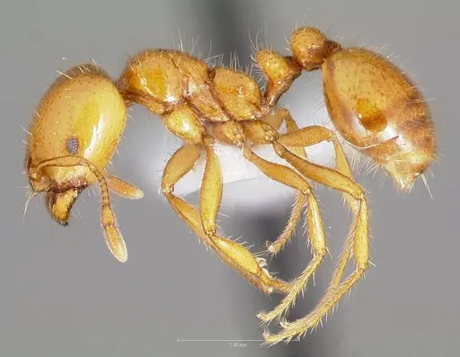 Solenopsis aurea specimen