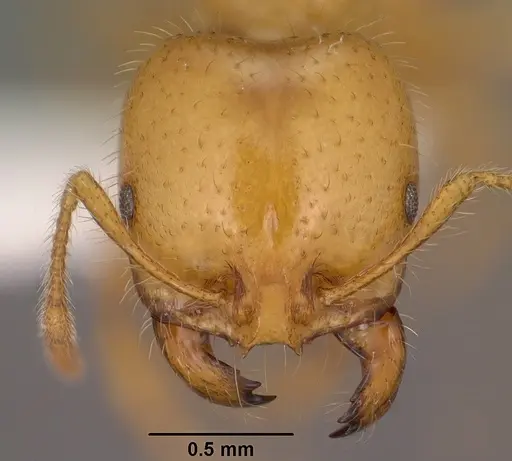 Solenopsis aurea - CASENT0102899