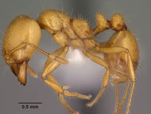 Solenopsis aurea - CASENT0102899