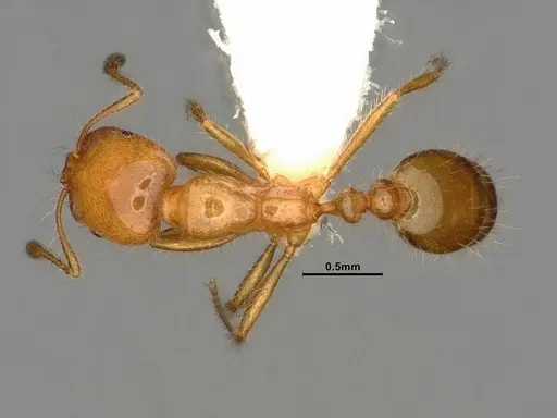 Solenopsis aurea - CASENT0884324