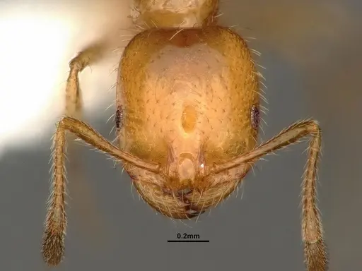 Solenopsis aurea - CASENT0884324