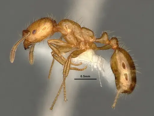 Solenopsis aurea - CASENT0884324