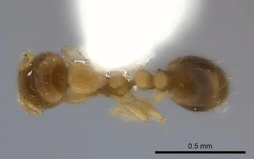 Solenopsis azteca specimen