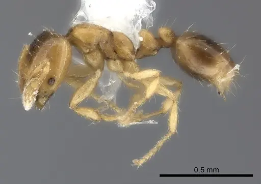 Solenopsis azteca specimen