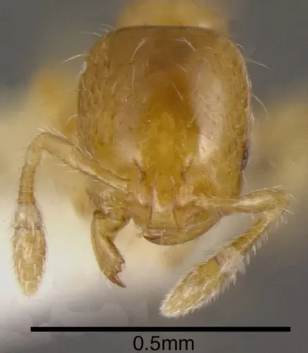 Solenopsis azteca - CASENT0636191