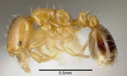 Solenopsis azteca - CASENT0636191