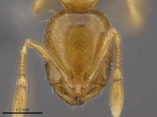 Solenopsis azteca - CASENT0766363