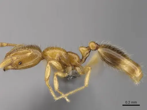 Solenopsis azteca - CASENT0766363